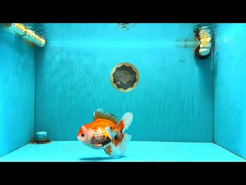 A Grade Red White Oranda Male 5.5-6 inches #040326OR_13