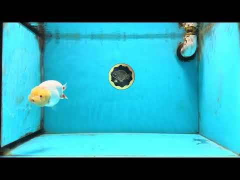 AAA Grade Young Lemonhead LionQueen 4 inches #101025LC_06