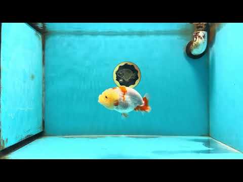 A Grade Red White Kohaku LionQueen 4 inches #120525LC_09