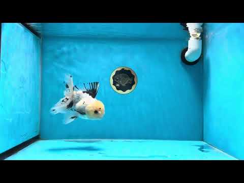 A Grade Lemonhead Button Eyes Oranda Male 5-5.5 inches #021425OR_17