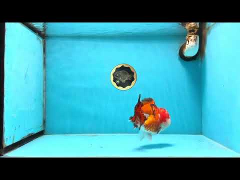 A Grade Tricolor Yuanbao Male 4.5 inches #103125YB_02