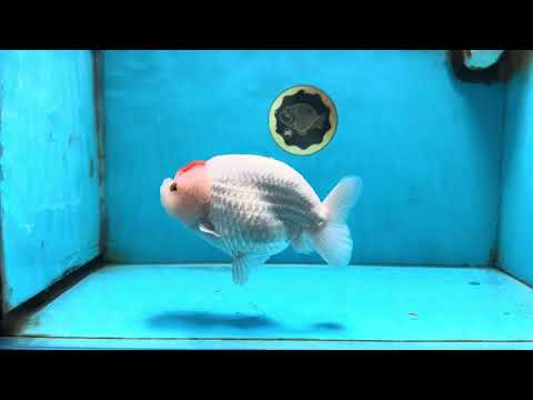 A Grade BEAUTY Red White Tancho LionQueen 6 inches #091925LC_26