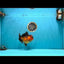 AAA Grade Apache Oranda Female 6-6.5 inches #082126OR_11