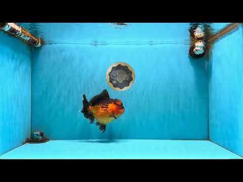 AAA Grade Apache Oranda Female 6-6.5 inches #082126OR_11