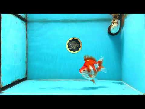 A Grade Red White Ryukin Male 4.5 inches #111425RK_11