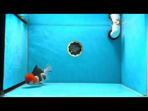 AAA Grade &quot;Deadpool&quot; Red Head Tricolor Oranda Male 5 inches #022125OR_11