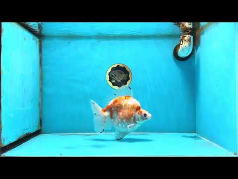 AAA Grade Indonesia Sakura Ryukin Male 6-6.5 inches #111425RK_12