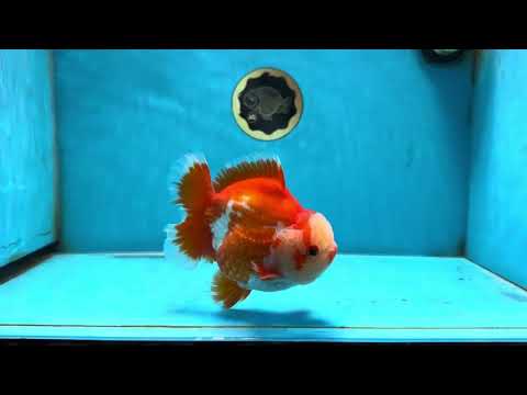 AAA Grade Godzilla Red White Yuanbao 5-5.5 inches #080825YB_25