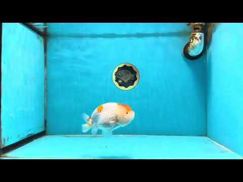 A Grade Red White LionQueen 4 inches #112125LC_13