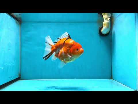 A Grade Sakura Oranda Female 6-6.5 inches #060625OR_11