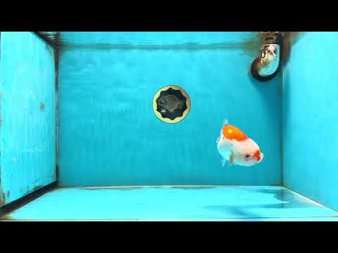 A Grade Red White LionQueen 4-4.5 inches #120525LC_12