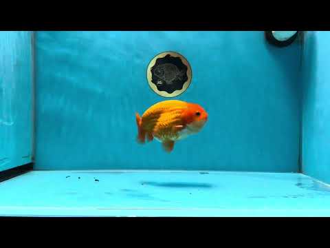 A Grade Red White LionKing 4-4.5 inches #032125LC_22