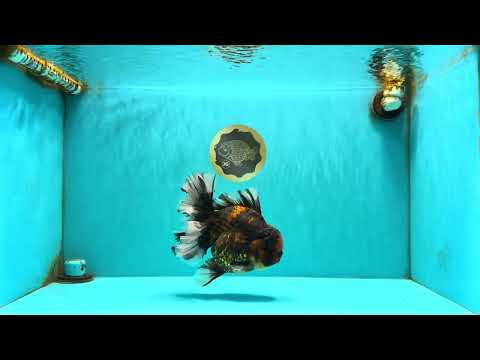 CHONKY AAA Grade Broadtail Tiger Oranda Male 7-7.5 inches #072426OR_04