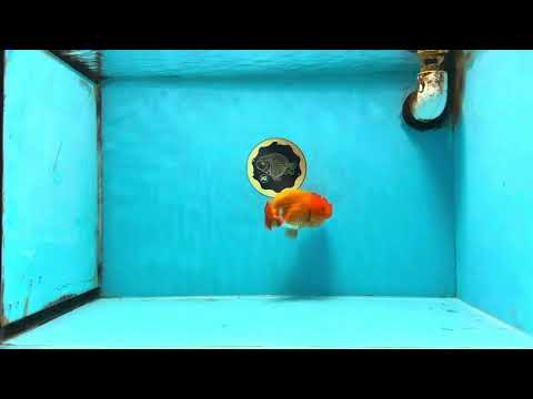 AAA Grade Red White LionQueen 4 inches #103125LC_25