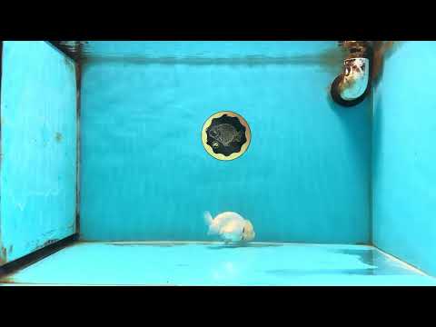 White Lionchu Female 4 inches #120525LC_11