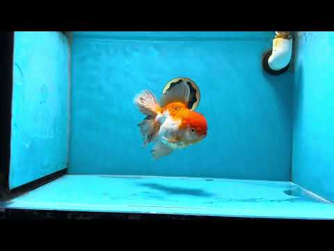 A Grade Orange White Oranda Female 6-6.5 inches #032125OR_01