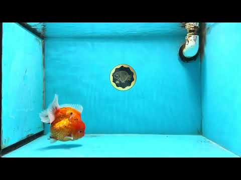 A Grade  Sakura Yuanbao Male 4.5 inches #101725YB_29