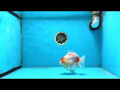 A Grade Young Godzilla Tancho Sakura Yuanbao Male 4.5 inches #101725YB_26