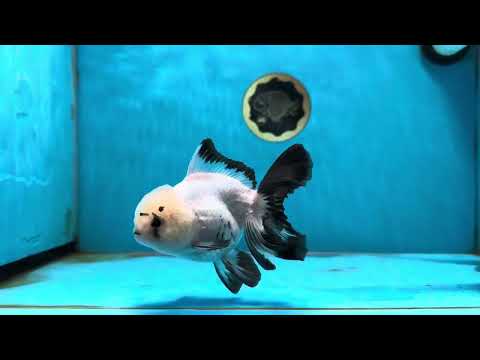 A Grade Panda Oranda Female 5 inches #031425OR_10