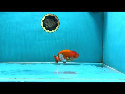 Red White Lionchu Female 4 inches #121925LC_02