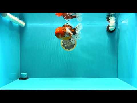 A Grade Calico Oranda Female 6-6.5 inches #022726OR_15