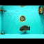 AAA Grade Super Blue LionQueen 6-6.5 inches #100226LC_23