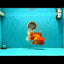 AAA Grade Red White Oranda Male 7.5-8 inches #070326OR_03