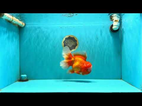 AAA Grade Red White Oranda Male 7.5-8 inches #070326OR_03