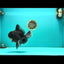 KING KONG AAA Grade Broadtail Dark Kirin Oranda Female 7.5 inches #080726OR_01