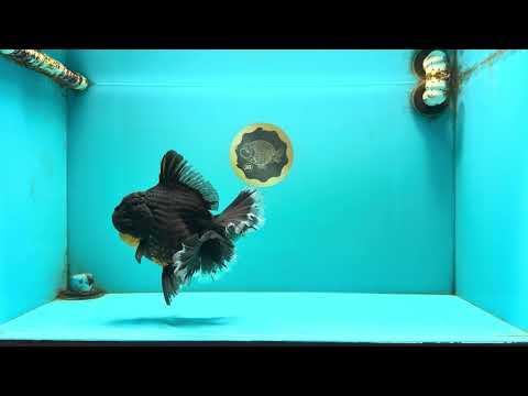KING KONG AAA Grade Broadtail Dark Kirin Oranda Female 7.5 inches #080726OR_01