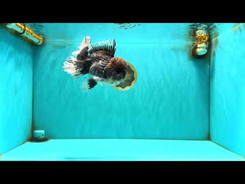 CHUBBY AAA Grade Godzilla Kirin Oranda Male 6.5 inches #050826OR_02