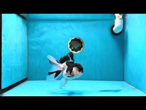 A Grade Coolest Panda Button Eyes Oranda Male 4.5 inches #020725OR_23