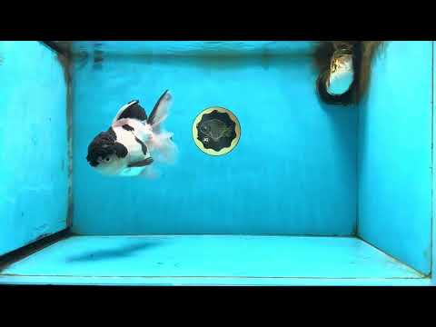A Grade Panda Oranda Female 6-6.5 inches #091925OR_01