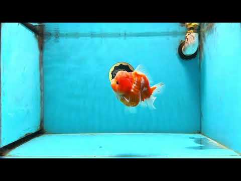 AAA Grade Cherry Sakura Yuanbao Female 4-4.5 inches #101025YB_24