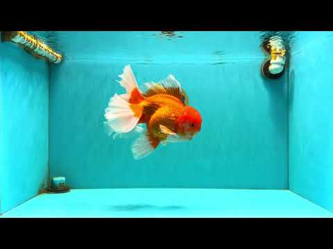 JUMBO AAA Grade Red White Oranda Male 8.5 inches #071726OR_01