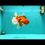 JUMBO AAA Grade Red White Oranda Male 8.5 inches #071726OR_01