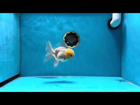 AAA Grade Chunky Lemonhead Oranda Male 4.5-5 inches #021425OR_19