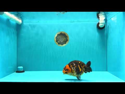 Tiger Chinese Ranchu Female 5.5 inches #022026RC_20