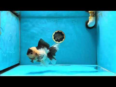 A Grade Panda Oranda Female 5.5-6 inches #041125OR_07