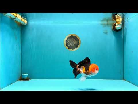 MARIO Tricolor Oranda Male 5-5.5 inches #041026OR_10
