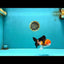 MARIO Tricolor Oranda Male 5-5.5 inches #041026OR_10
