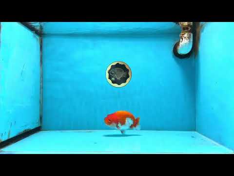 AAA Grade Red White LionQueen 4 inches #103125LC_27