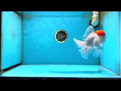 AAA Grade Red White Oranda Male 6 inches #051625OR_21