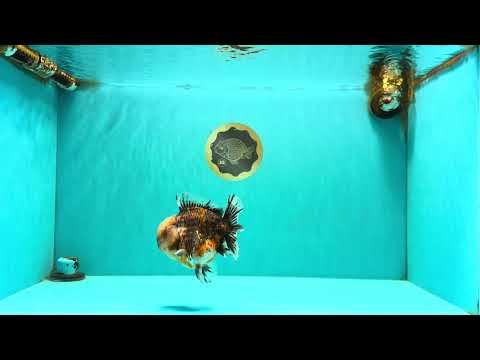 AAA Grade Calico Kirin Yuanbao Male 4.5-5 inches #100226YB_05