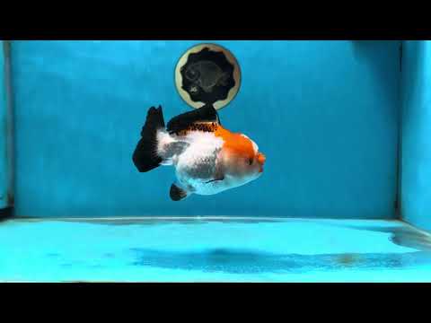 Pompom Tricolor Yuanbao Female 4 inches #050925YB_28