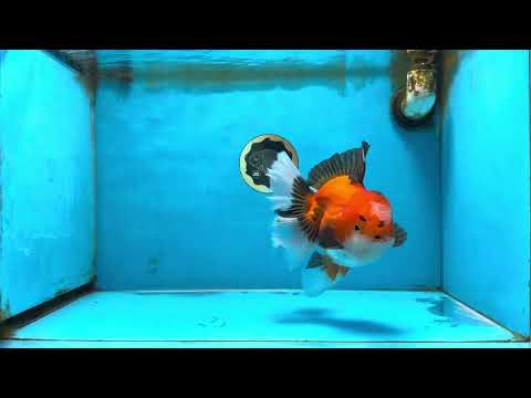 AAA Grade Godzilla Apache Oranda Male 6.5 inches #090525OR_07