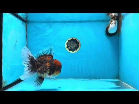 CHONKY AAA Grade Tiger Oranda Male 6 inches #102425OR_19