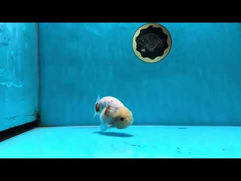 AAA Grade Sakura Button Eyes LionKing 3.5 inches #053025LC_08