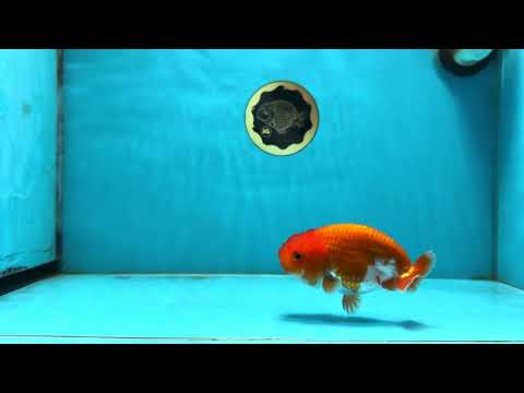 A Grade Red White LionQueen 4 inches #112825LC_04