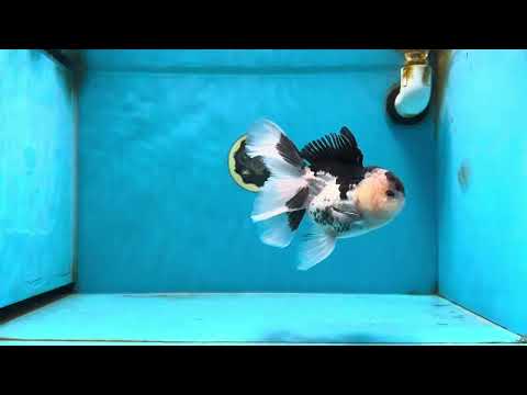 Panda Oranda Male 5.5 inches #080125OR_19